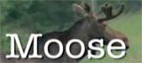 Moose Driver Education Video